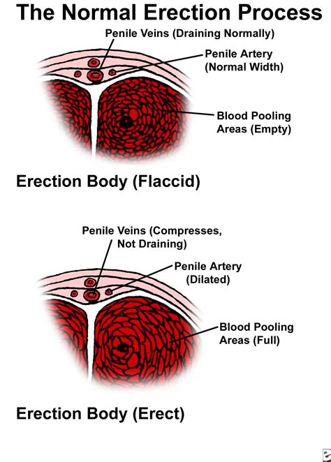 guys dick pics|Penis: Anatomy, Picture, Erection, and Ejaculation